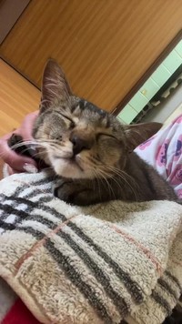 甘えん坊モードのジロウくん＝anko_kinako222さん提供