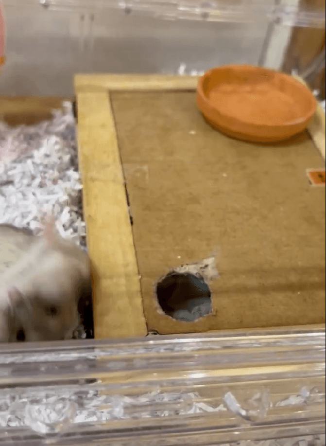 勢い余ってゴロン！とバク転。なんで！？