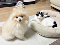 仲良し兄弟（左から）アポさん、ハルさん（画像提供：APO（ポメラニアン）さん）