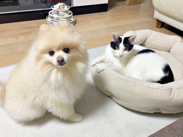 仲良し兄弟（左から）アポさん、ハルさん（画像提供：APO（ポメラニアン）さん）