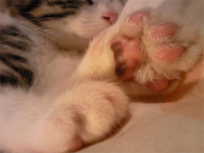 生まれたときは鼻も４つの肉球もすべてピンクだったのに、生後半年ほどから、肉球にうっすら色が……。はじめは汚れているのだと思って、必死に拭いていましたが、ブチ模様だったのです
