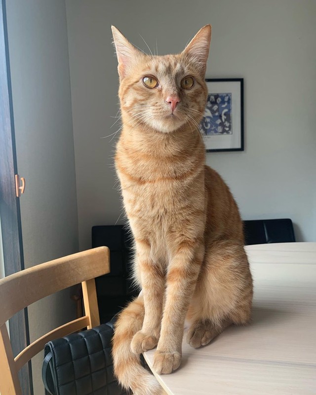 幼かったコッペちゃんも凛とした表情を見せるようになった