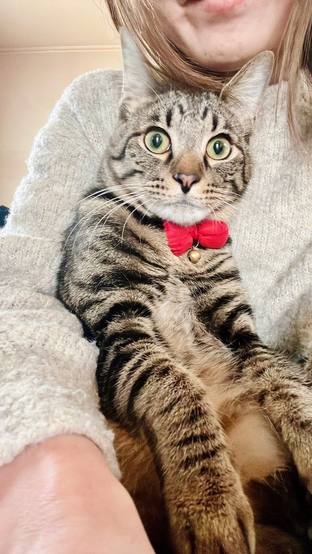 何か発見した？ じっと前方を見つめるぜんくん（画像提供：お母ちゃん こてつ ぜんさん）