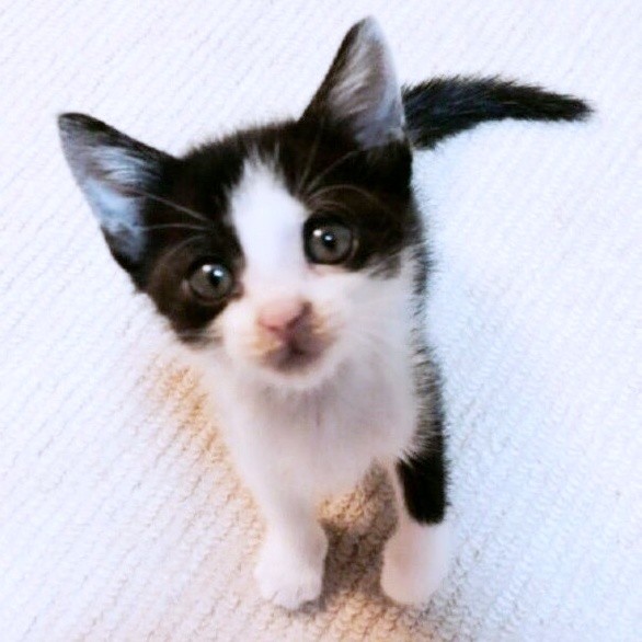 子猫時代、飼い主さんを見上げる初ちゃん（画像提供：はっちゃんムーさん）