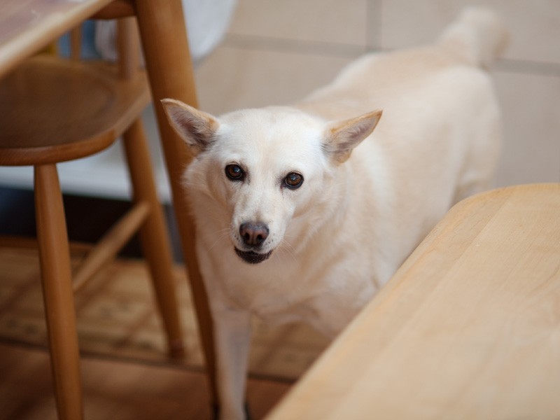 「小次郎です。僕は北の国から来たんだ」（小林写函撮影）