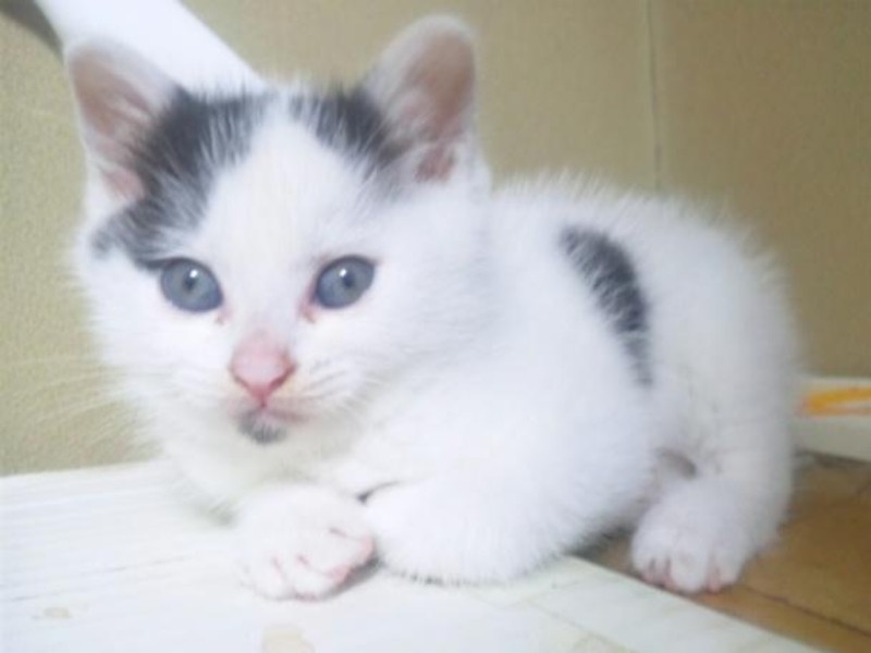 家にきたころの「るな」