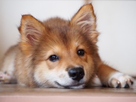 頑張る姿が胸を打つ！ トラウマを乗り越えた保護犬ココ、いまではいいお姉さんに成長