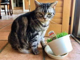 猫草へのアプローチは猫それぞれ　枯れた草好きもいたとは
