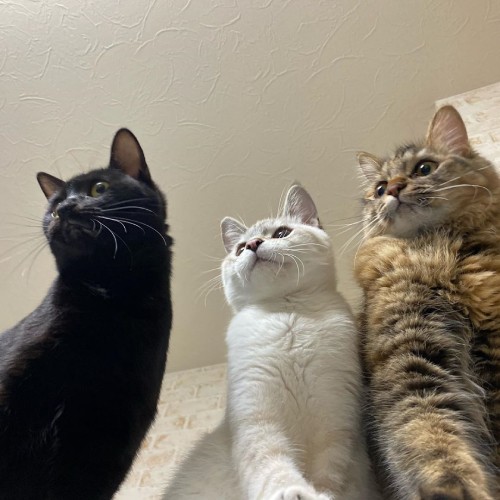 後輩猫とも仲良く暮らす（右がミルちゃん、中央がラキくん、左がめいちゃん）