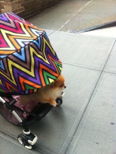 子どものベビーカーの下がシュクレの指定席だった