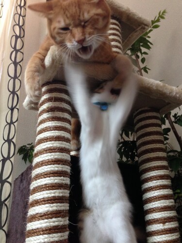 「うおー！」「な、なにしてもいいぞ」。優しいみかんにじゃれつく幼き日のカブ（真美さん提供）