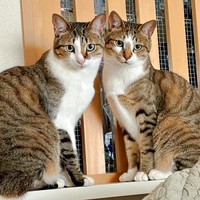 窓辺で通行人をメロメロにしている （左から）レモンちゃん、ソーダくん（画像提供：レモンとソーダさん）