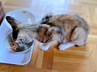 保護直後、ご飯を食べるさごしちゃん（画像提供：ネムノキさん）