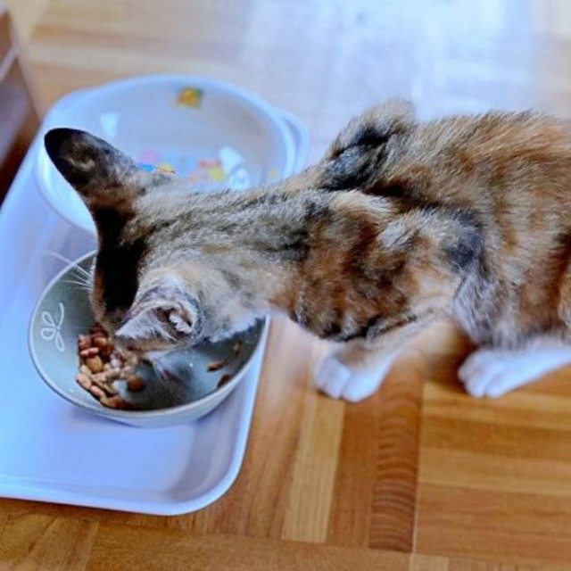保護直後、ご飯を食べるさごしちゃん（画像提供：ネムノキさん）