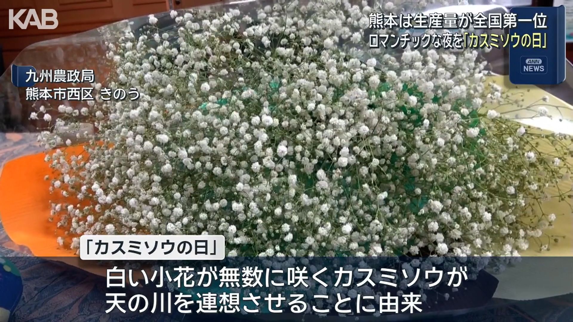 熊本県は全国1位の生産量！7月7日「カスミソウの日」にあわせPR | KAB