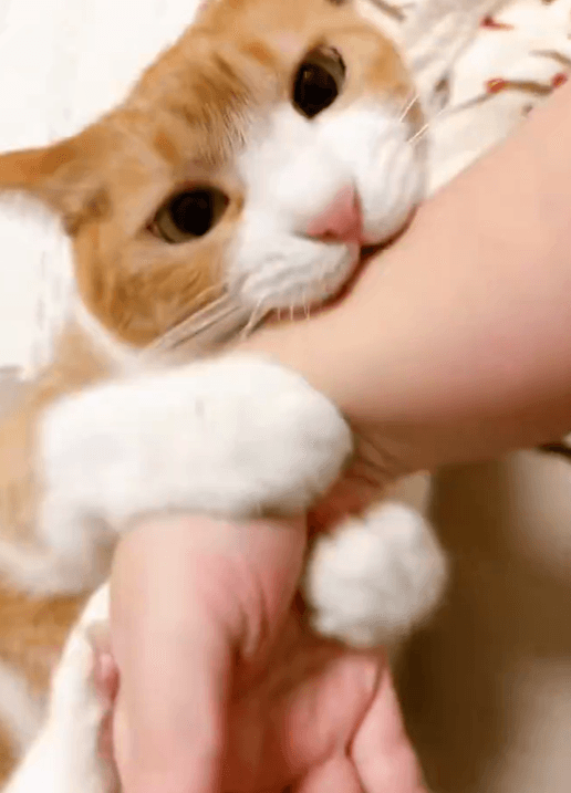 前足でしっかりホールドしてガブリ！（提供：きなこさん）