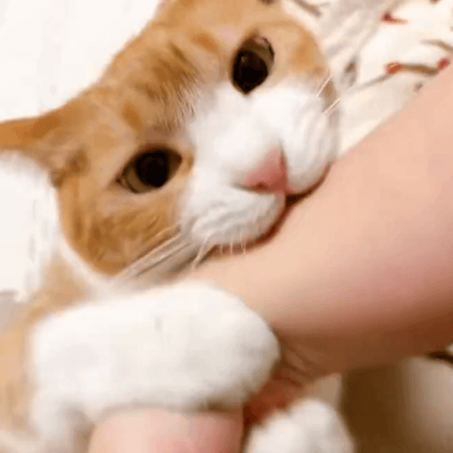 前足でしっかりホールドしてガブリ！（提供：きなこさん）