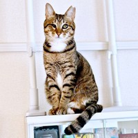 棚上にちょこんと座るあんずちゃん片目が小眼球のあんずちゃん（画像提供：アシメEYEあんずさん）