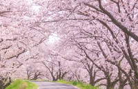 桜に劣らぬ美しさ※画像はイメージです（kasa/stock.adobe.com）