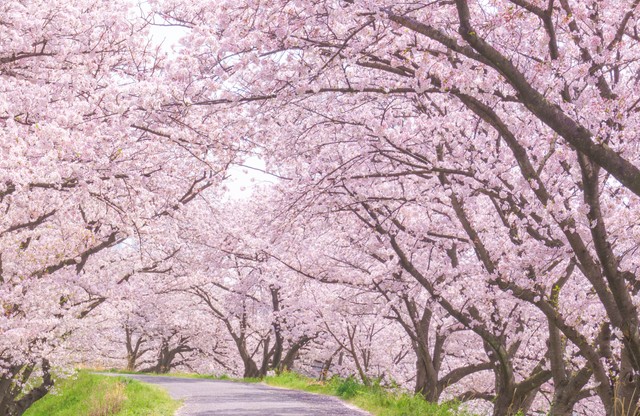 桜に劣らぬ美しさ※画像はイメージです（kasa/stock.adobe.com）