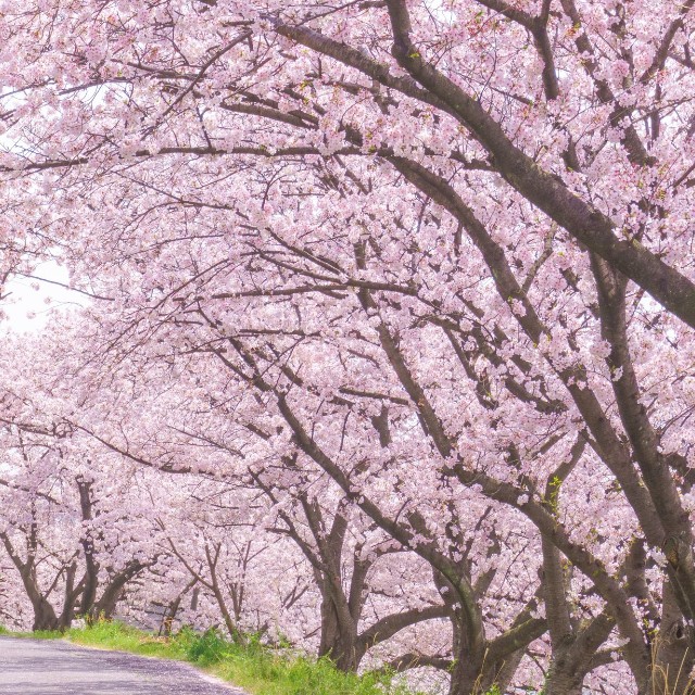 桜に劣らぬ美しさ※画像はイメージです（kasa/stock.adobe.com）