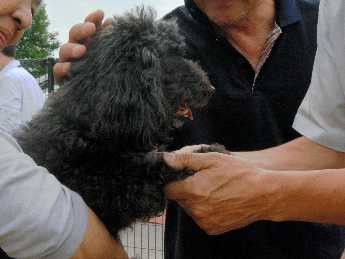 避難者のペット預かり、愛犬家の建設会社社長が協力