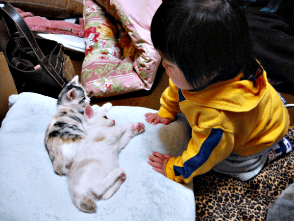 20年前、（左から）三毛猫のウララちゃん、レイくん、小さかった息子さん（画像提供：リキペペさん）