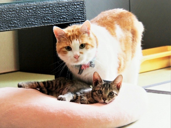 よもぎとちゃたお