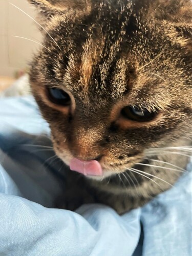 ときに子猫のように愛らしい（しんごさん提供）