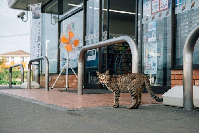 今夏、福島の帰りにコンビニで保護した「かい」。