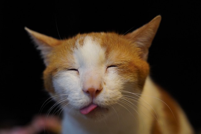 気持ちいいとベロでちゃうにゃ