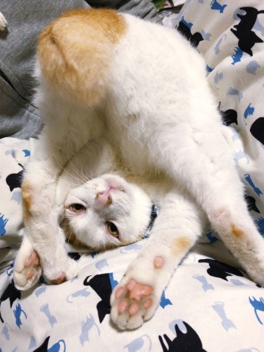 「ぐるりん」（へそ天にゃんこ/三笠書房）