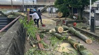倒木の撤去作業