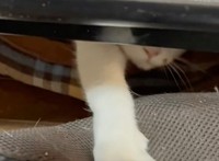 SHIMADAさん家の猫ちゃん。かなりの人見知り＆臆病くんなのだそう（動画からキャプチャー／提供：SHIMADAさん）