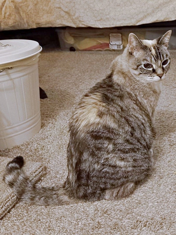 現在のルーチちゃん。15年前とガラッと被毛の色合いが変わりました（画像提供：原田さん）