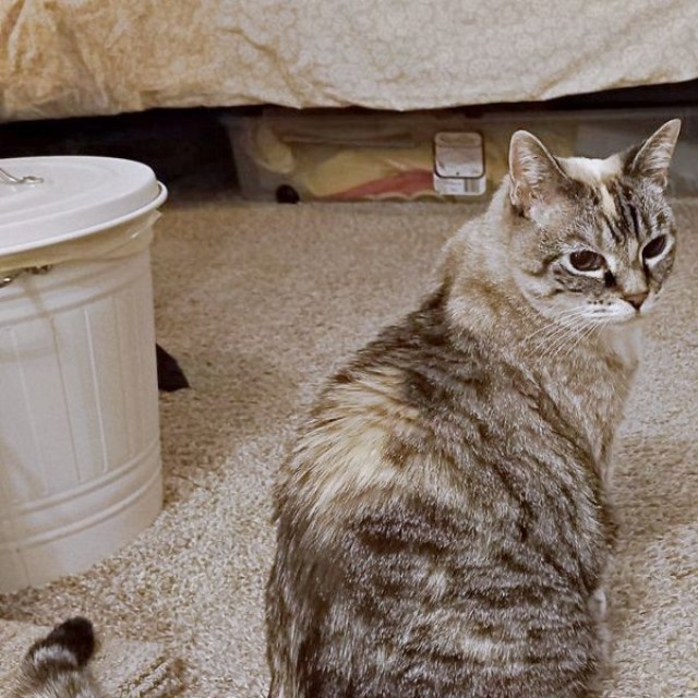 現在のルーチちゃん。15年前とガラッと被毛の色合いが変わりました（画像提供：原田さん）