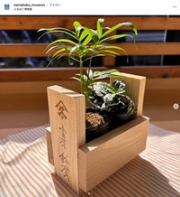 かまぼこ板で作ったプランター（「鈴廣かまぼこ博物館」公式インスタグラムから）