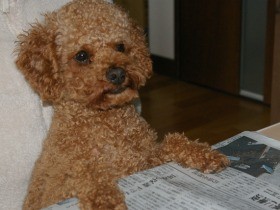新聞を読むのが大好き！ トイプードルの元保護犬、たま吉