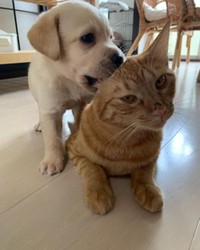 子犬のオリバーにじゃれつかれても怒らないコッペちゃん