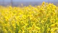 笠岡市の道の駅「笠岡ベイファーム」で見頃を迎えている早咲きの菜の花