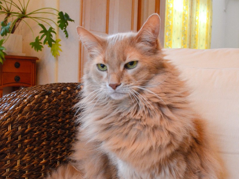 昔はやんちゃ坊主だった　 ソマリのレオン