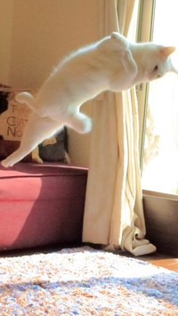 ジャンプする猫さんをアップで見てください（提供：無重力猫ミルコのお家さん）