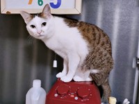飼い主さんを見つめるマルちゃん（画像提供：越南猫の日本暮らしさん）
