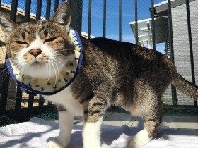 長生きの秘訣は黄金色のシュシュ！　２１歳の保護猫「くー」