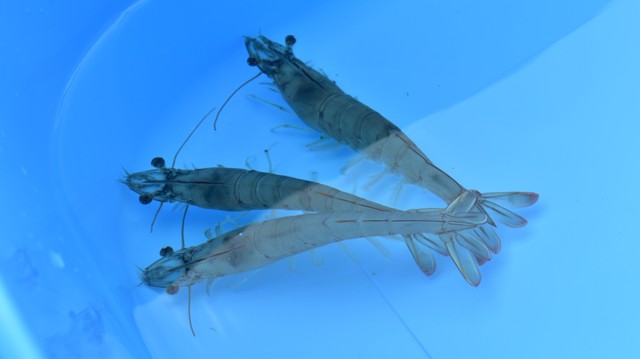 四国化成がエビ陸上養殖の実証実験開始　水処理と施設設計のノウハウ融合し閉鎖循環式陸上養殖事業に参画へ