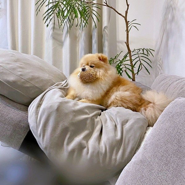 クッション上でおもちゃをくわえてくつろぐぱっちゃん（画像提供：ぱっちゃんさん）