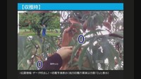 桃の収穫新システムの実演会の様子　7月