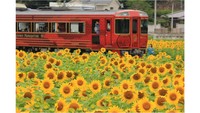 JR四国　列車を減速してヒマワリをゆっくり楽しむ「ひまわり紀行」実施　香川・まんのう町