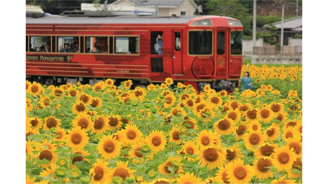 JR四国　列車を減速してヒマワリをゆっくり楽しむ「ひまわり紀行」実施　香川・まんのう町