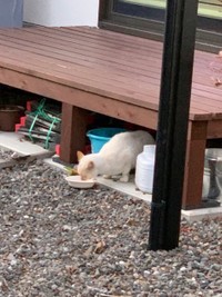 庭のウッドデッキの下に迷い込んだのが豆太くんだった（あきひろさん提供）